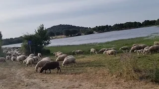 Hoy salimos temprano  con las oveja toca pastoreo😂😉👍