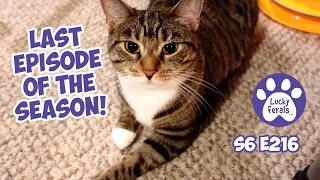 Season Finale, Mail Time, Tummy Rubs - S6 E216 - Taming Feral Cats, Rescued Cats