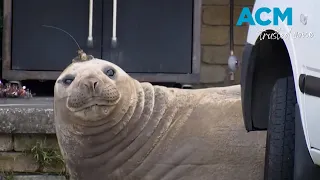 'Neil The Seal' rampages through Tasmania