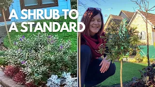 Turning A Shrub Into A Standard Tree 🌳 || It’s Just So Easy! 🌳