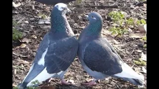 Rock Dove/Pigeon Courtship in St James' Park, London