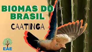 Biomas do Brasil - Caatinga