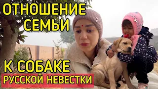 Страдания собаки в индийской семье. Почему так относятся к лабрадору? Свекр помогает бедным