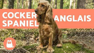 Cocker Spaniel anglais - Caractéristiques, caractère et dressage