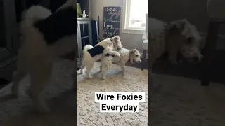 Wire Fox Terrier Play