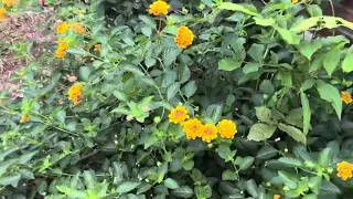 Garden in front my house and back yard 🌶️🫑🍎สวนหน้าบ้านของข้อยและหลังบ้าน Ep96 🇺🇸