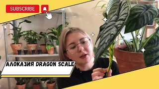 Алоказия Шкура Дракона (Dragon scale). Уход. Адаптация после пересадки