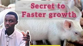 Make your pigs grow faster with this 3 step formula (Best Pig Farming Tips)