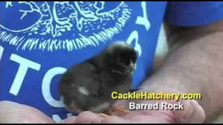 Barred Plymouth Rock Chicken Breed | Cackle Hatchery