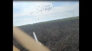 Охота на гусей весна 2023г