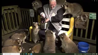 Mobbed by Raccoons 2021