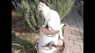 Строгая Мама кошка воспитывает котят. Непослушные котята. Strict Mom cat brings up kittens.