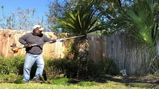 How to Prune and Trim a Sago Palm Tree (Cycas revoluta)