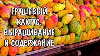 ГРУШЕВЫЙ КАКТУС. ОПУНЦИЯ ИНЖИРНАЯ. СОДЕРЖАНИЕ И РАЗВЕДЕНИЕ В ДОМАШНИХ УСЛОВИЯХ