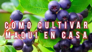 Maqui en Casa, Como Cultivar