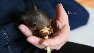 08 Eichhörnchen Lui und Luisa in ihrer ersten Woche in der Päppelstation