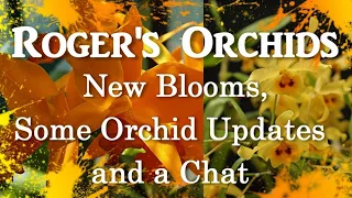 New Blooms, Some Orchid Updates and a Chat