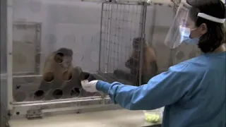 Do Monkeys Care About Fairness