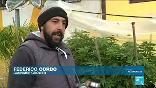 Uruguay''s year in weed