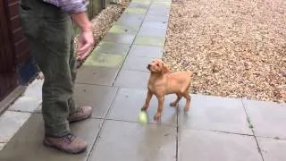 Playtime with Lilly the Labrador Puppy