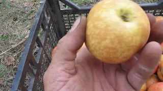 Сорт яблок Пинова