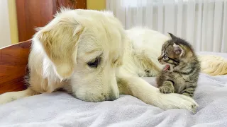 Golden Retriever Tries to Make Friends with Tiny Kitten! (So Funny!!)