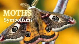 🦋🦋Seeing Moths Every Where You Go? 🦋🦋  Understand the Spiritual Meaning of Moths