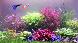 Colorful Planted Aquarium Setup | Step by Step | Dutch Style Aquascape