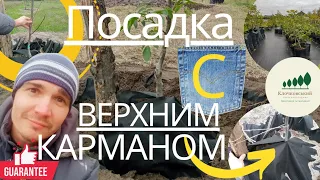 #14: ОСЕННЯЯ и ВЕСЕННЯЯ ПОСАДКА грецкого ореха – метод:  "ВЕРХНИЙ КАРМАН" // planting a walnut tree