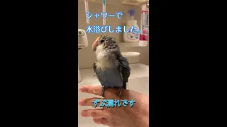 シャワーでずぶ濡れ【おじいちゃんインコ　ミント】#shorts