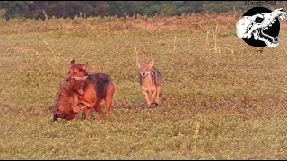 Dog Slams Coyote - Coyote Hunting With Decoy Dogs