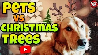 Funny Pets VS Christmas Trees - Compilation 2017 - 2018 - Merry Christmas and Happy New Year!