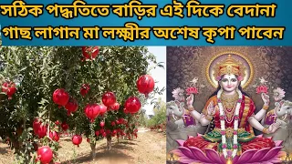 বেদানা গাছ বাড়ির এই দিকে বসালে মা লক্ষ্মীর আশীর্বাদ প্রাপ্তি হয়|বেদানা গাছ |বস্তু শাস্ত্র