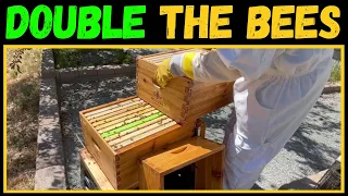 When to add a SECOND brood box to your beehive