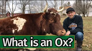 Oxen Basics: What is an Ox?