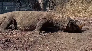 Komodo dragon eats a kid goat alive/комодский дракон сьедает заживо козленка