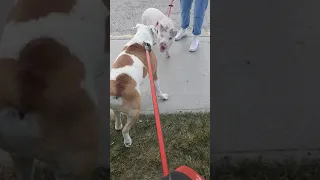 Bulldog meets pig!