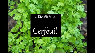 Les bienfaits du Cerfeuil