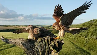 Kestrels Raise Chicks Against All Odds! | Full Story | Mr & Mrs Kes | Robert E Fuller