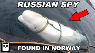 Tale Of A Russian Spy Whale | Short Documentary