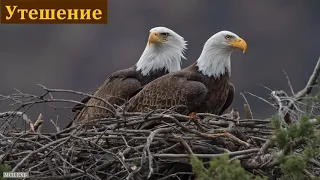 "Утешающая проповедь". П. Н. Ситковский. МСЦ ЕХБ