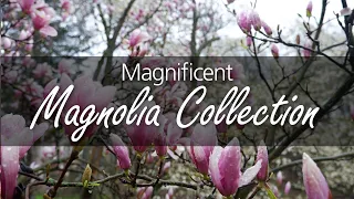 Magnificent Magnolia Collection