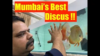 World's BEST in Mumbai | Discus Fish Aquarium Gallery & Store | Aqua Diskus | The Best of IP Discus