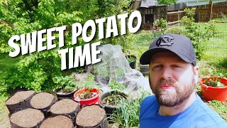 HOW And WHY We Plant Sweet Potatoes In Grow Bags | Planting Sweet Potatoes In Containers