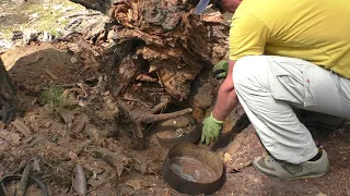 КОП! КЛАД ЗОЛОТА ПОД СТОЛЕТНИМИ КОРНЯМИ! | Dig for GOLD! treasures under centenary roots!