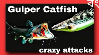 Best Gulper Catfish attacks to big fishes 😱😱🔥 | Bong Aquatics