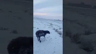 Животные замёрзли от холода