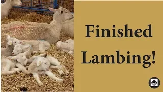 My Post Lambing Checklist:  Vlog 67