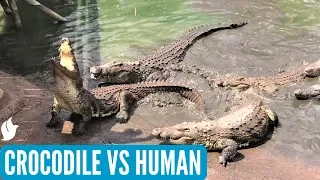 CROCODILE vs HUMAN | Crocodile feeding - Part 2