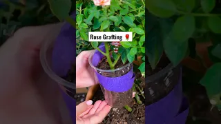 Rose budding method | How to grow rose plant from grafting #shorts #short #rose #viral  #roseflower